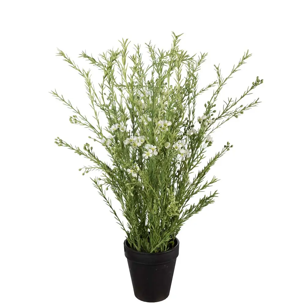 Mr Plant, Vaxblomma Krukväxt 55 cm Vit