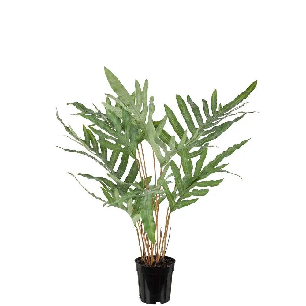 Mr Plant, Ormbunke storbladig 75 cm