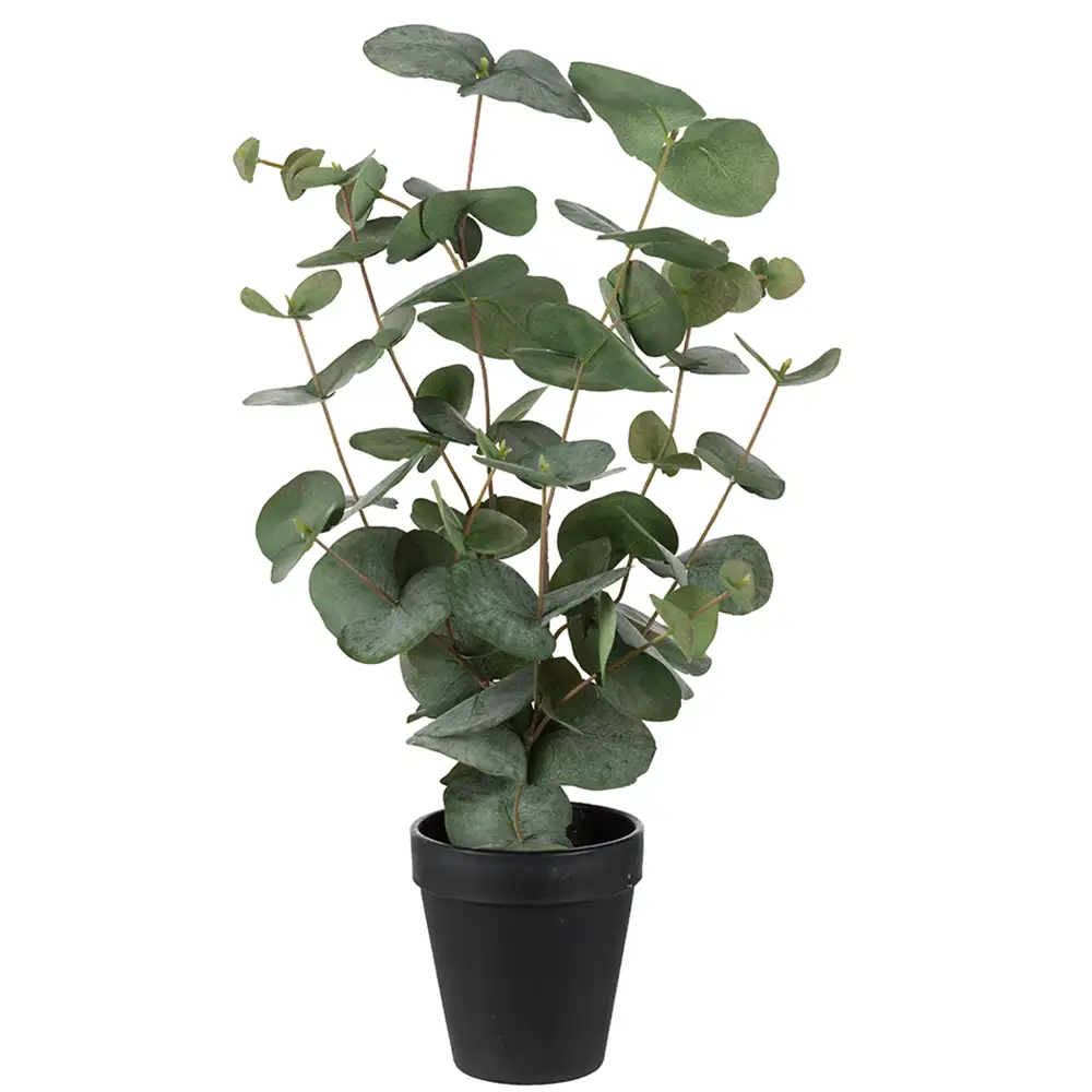 Mr Plant, Eucalyptus krukväxt 55 cm