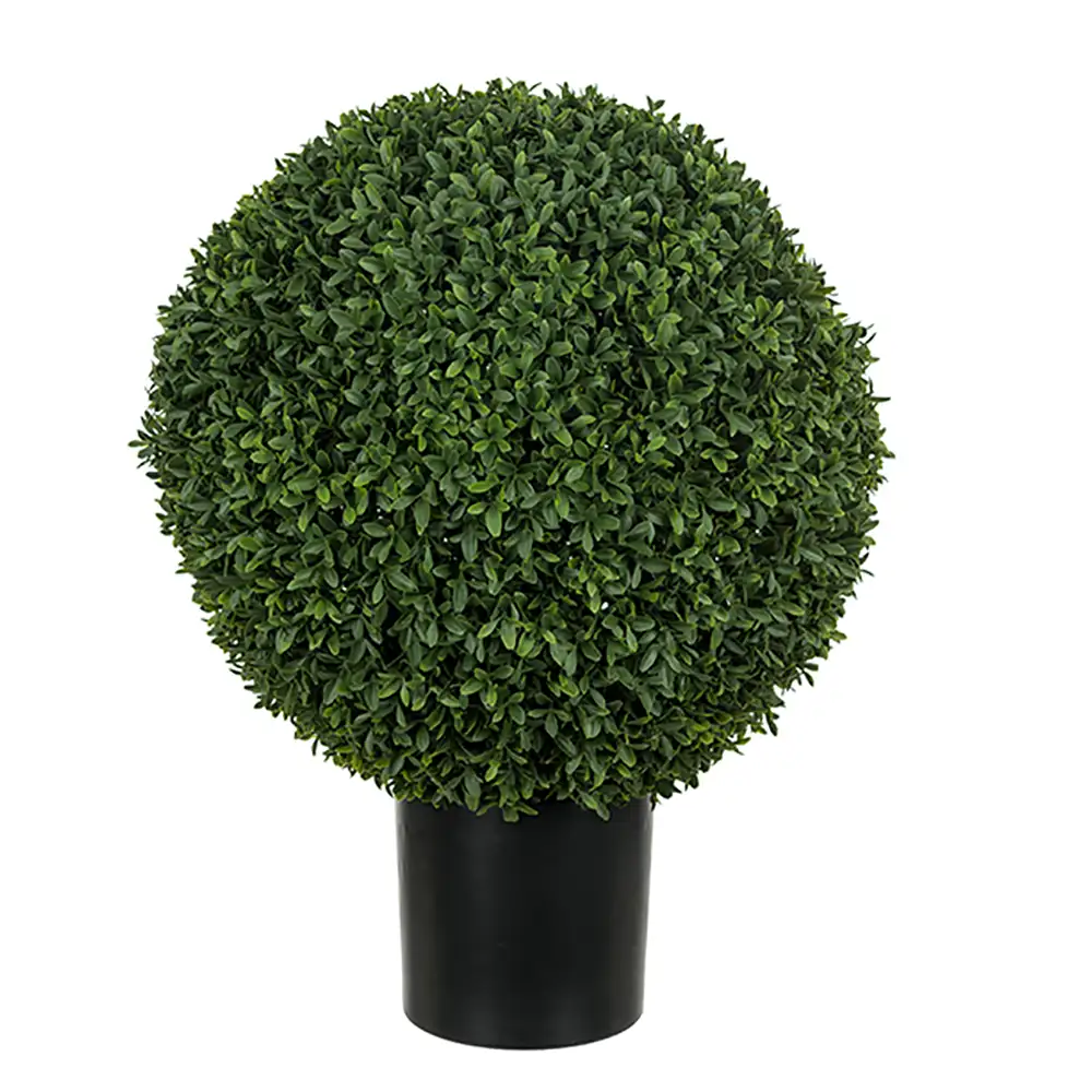 Mr Plant, Buxbom i kruka 40 cm