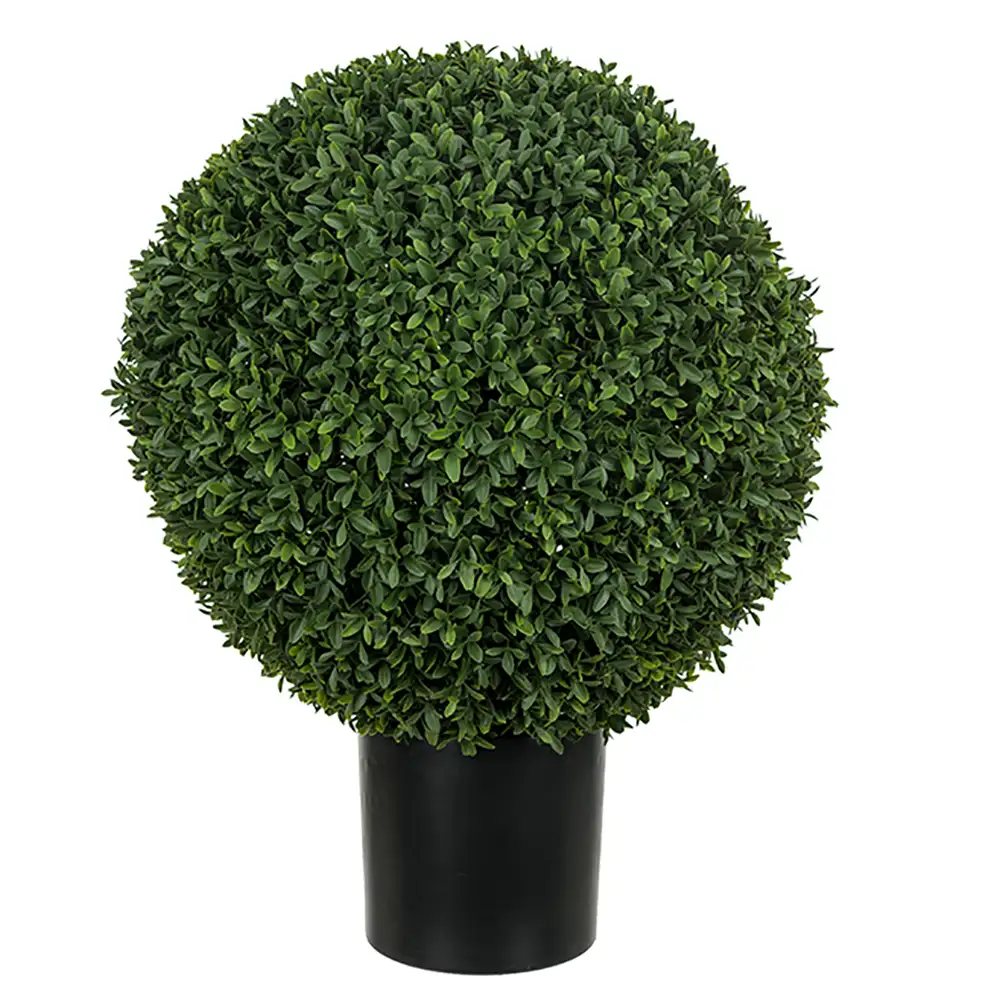 Mr Plant, Buxbom i kruka 50 cm