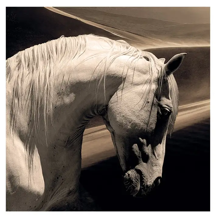Artwood, Väggdekor Arabian Horse 100x100 cm