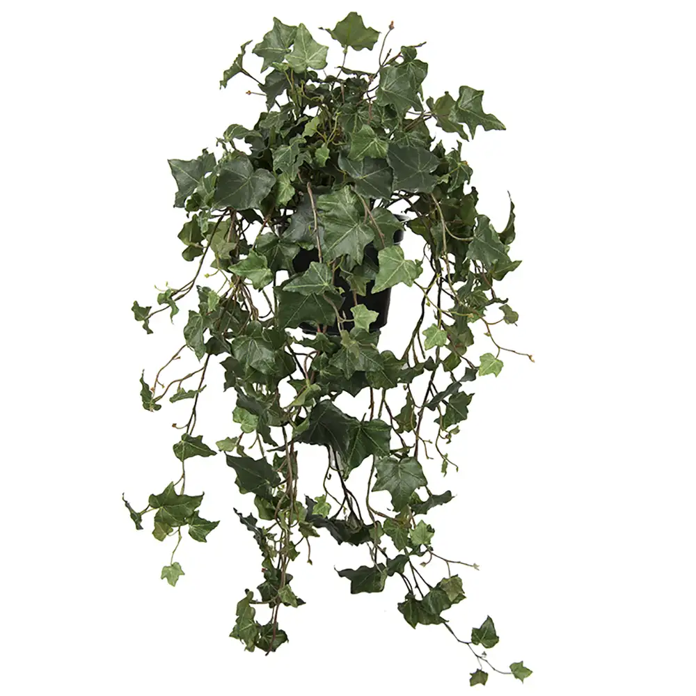 Mr Plant, Murgröna 75 cm