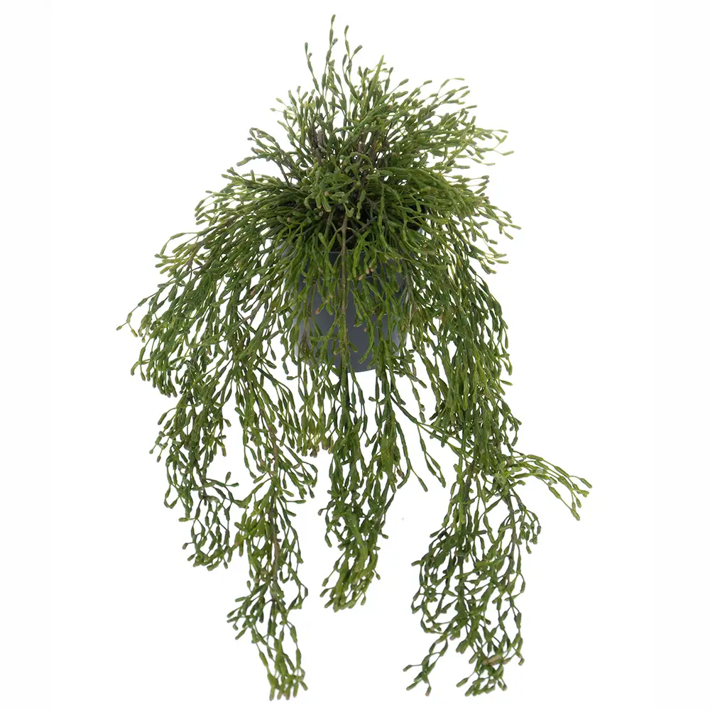 Mr Plant, Rhipsalis Hängväxt