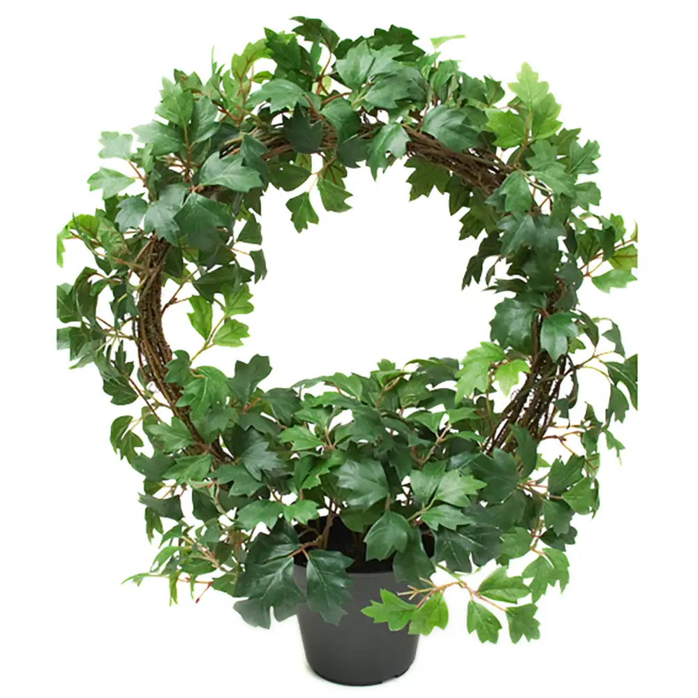 Mr Plant, Cissus Krukväxt 45 cm