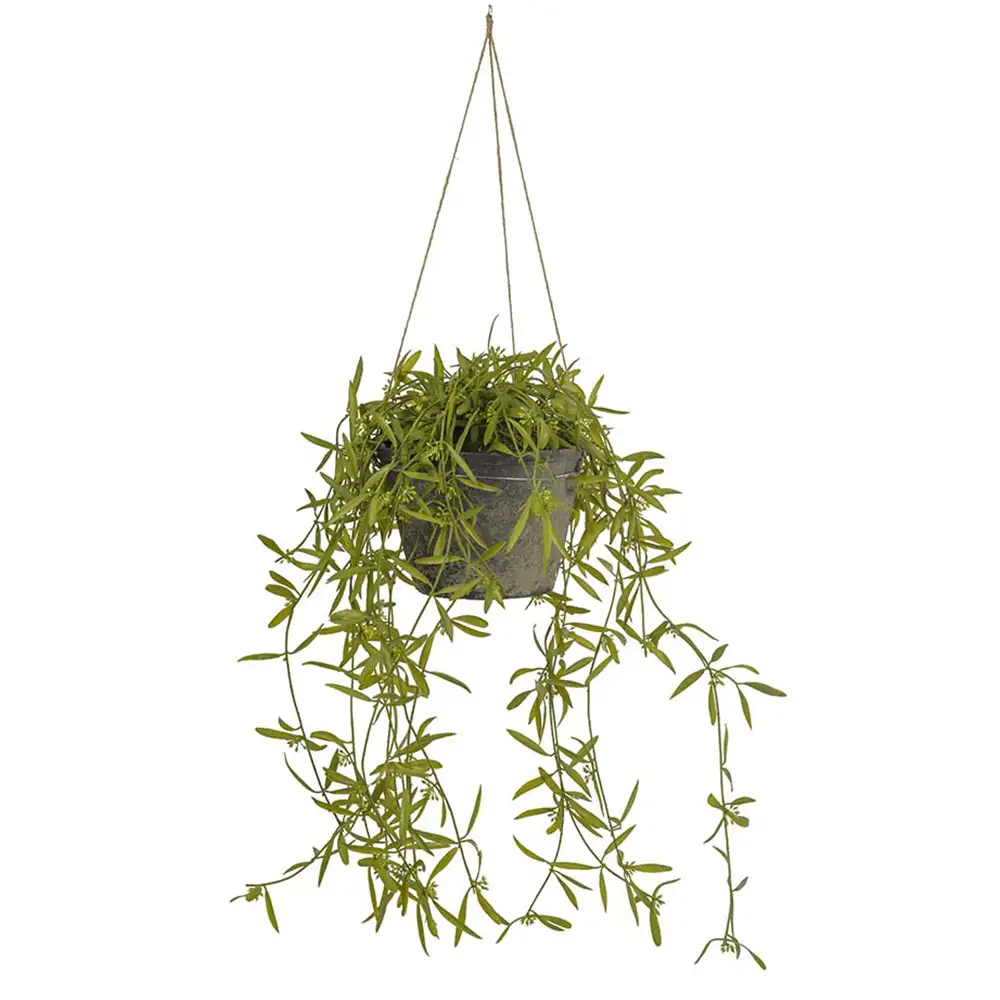 Mr Plant, Hoya Hängväxt 25 cm