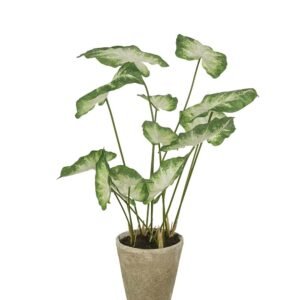 Mr Plant, Caladium Krukväxt 80 cm