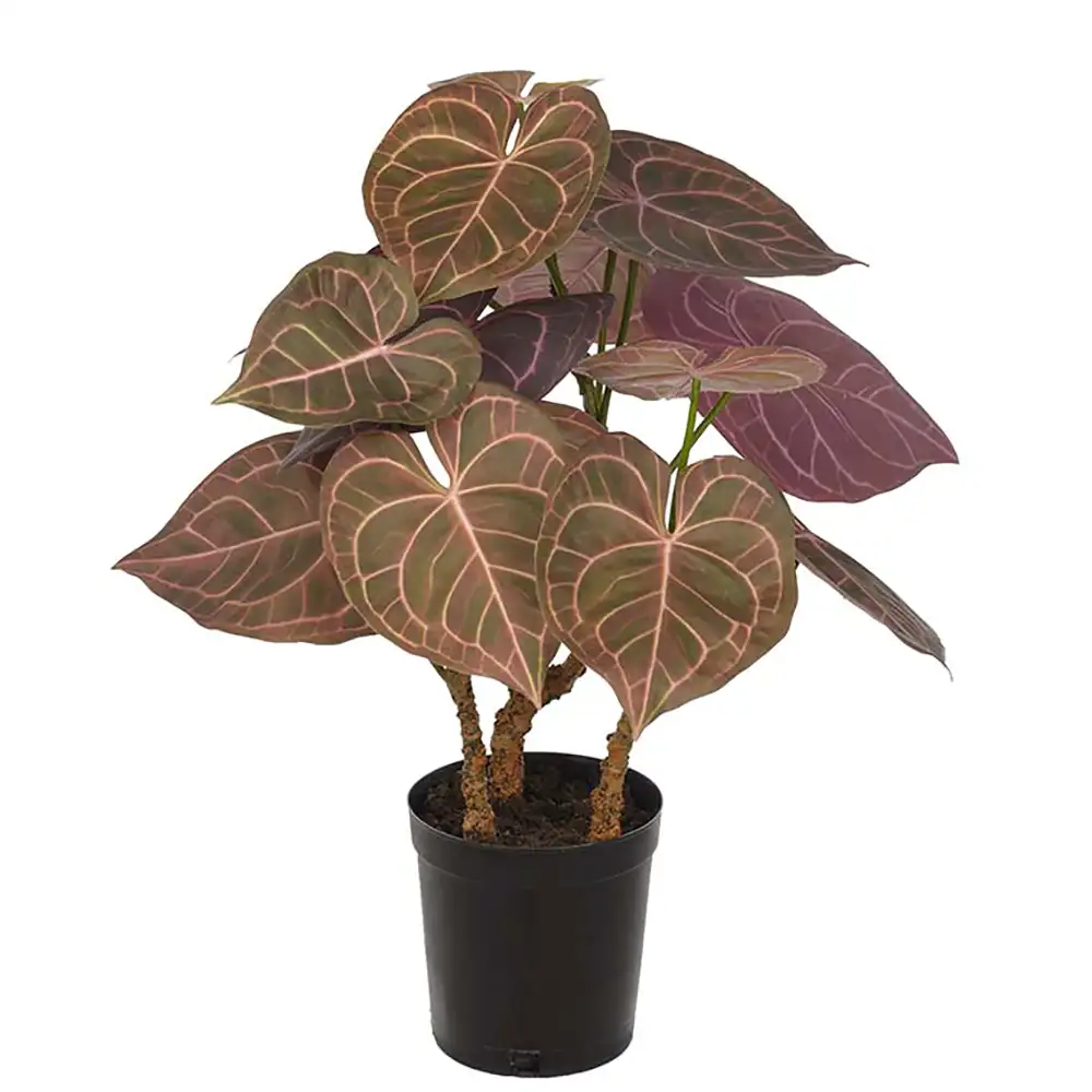 Mr Plant, Anthurium Krukväxt 60 cm