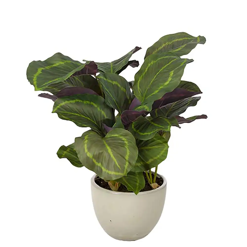 Mr Plant, Calathea Krukväxt 65 cm