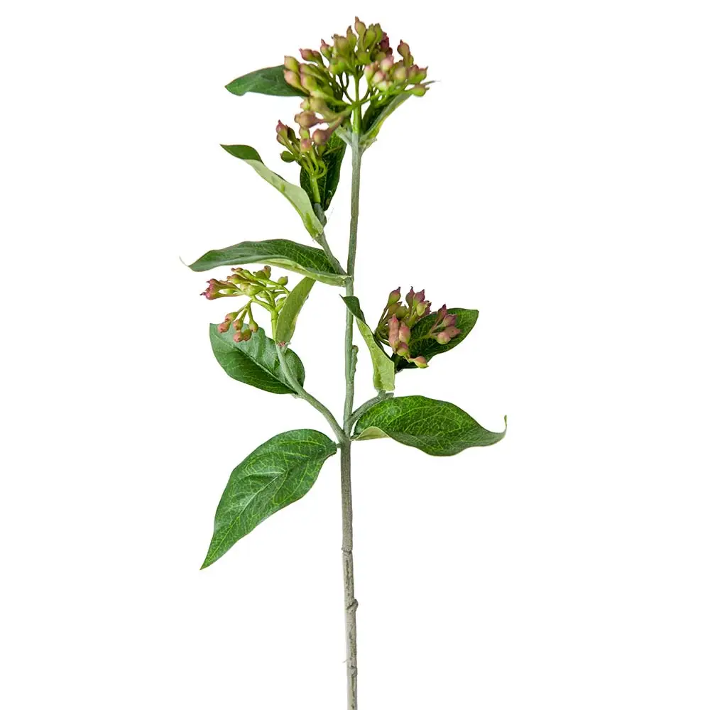 Mr Plant, Viburnum 45 cm Lila