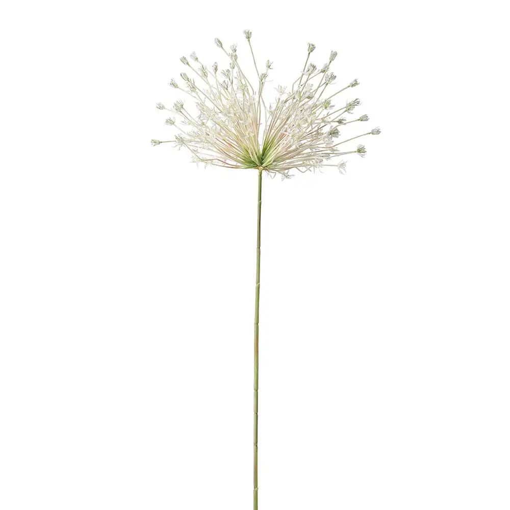 Mr Plant, Allium Vit 125 cm