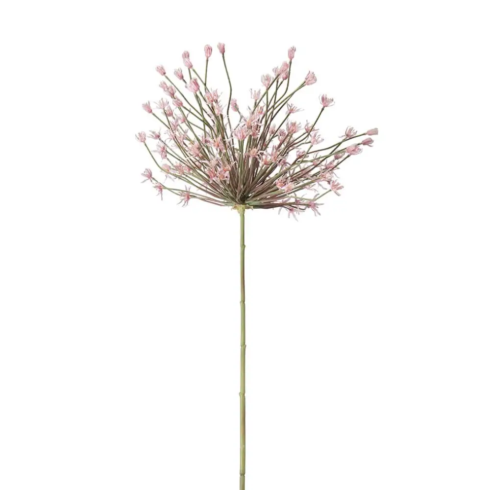 Mr Plant, Allium Rosa 125 cm