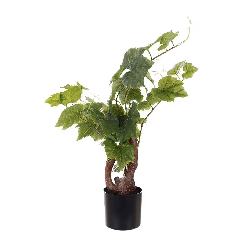 Mr Plant, Vinstock 55 cm