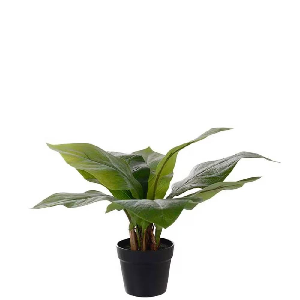 Mr Plant, Anthurium Grön Krukväxt 45 cm