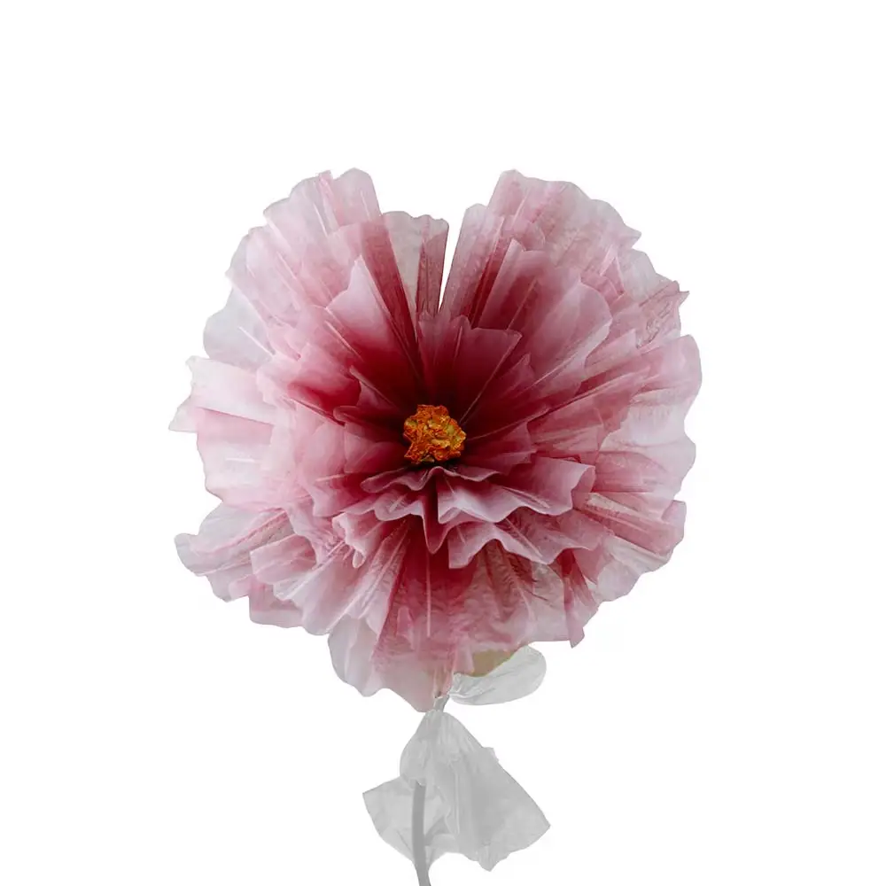 Mr Plant, Blomma Daisy Lila