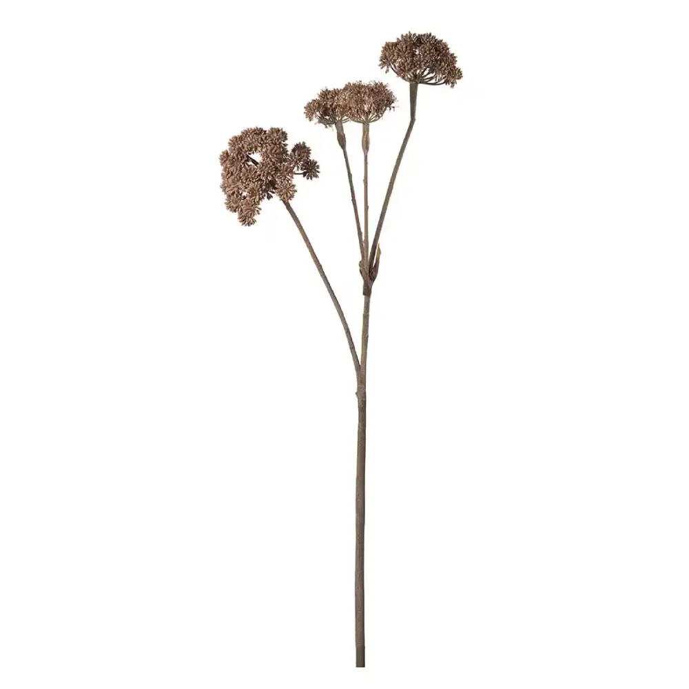 Mr Plant, Angelica Brun Snittväxt 125 cm