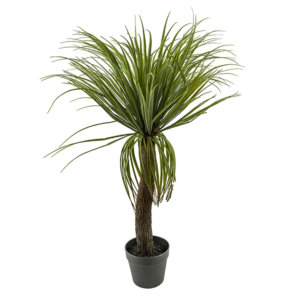 Mr Plant, Flaskliljaträd 90 cm
