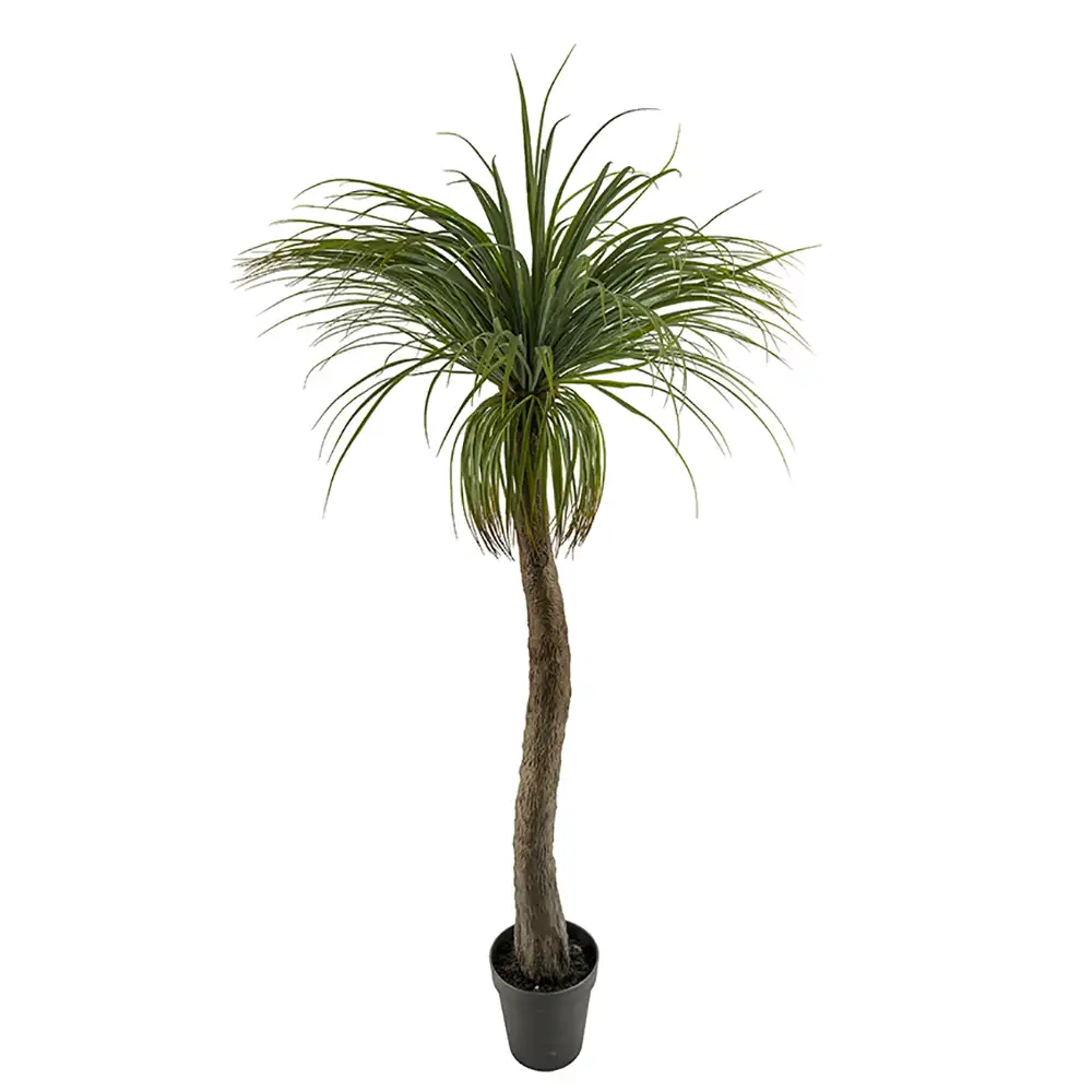Mr Plant, Flaskliljaträd 180 cm