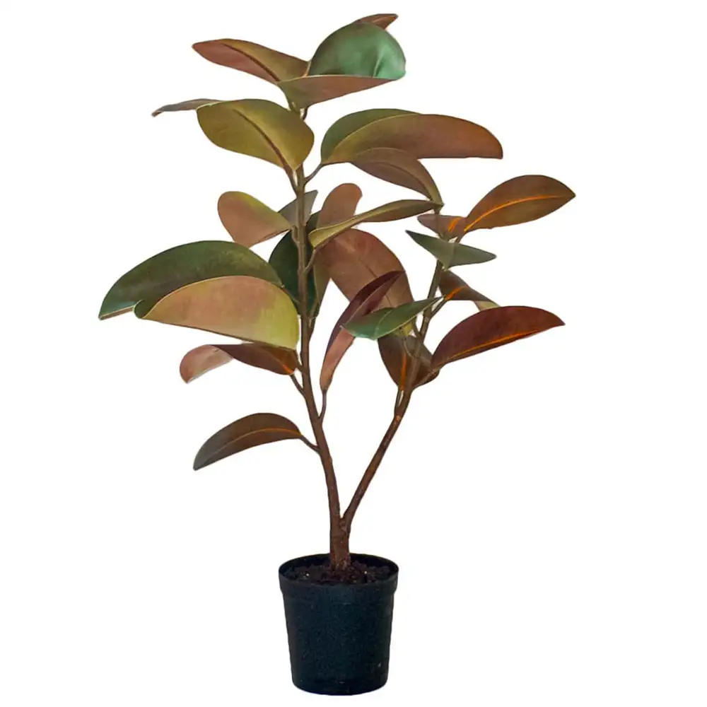 Mr Plant, Fikus Elastica 90 cm