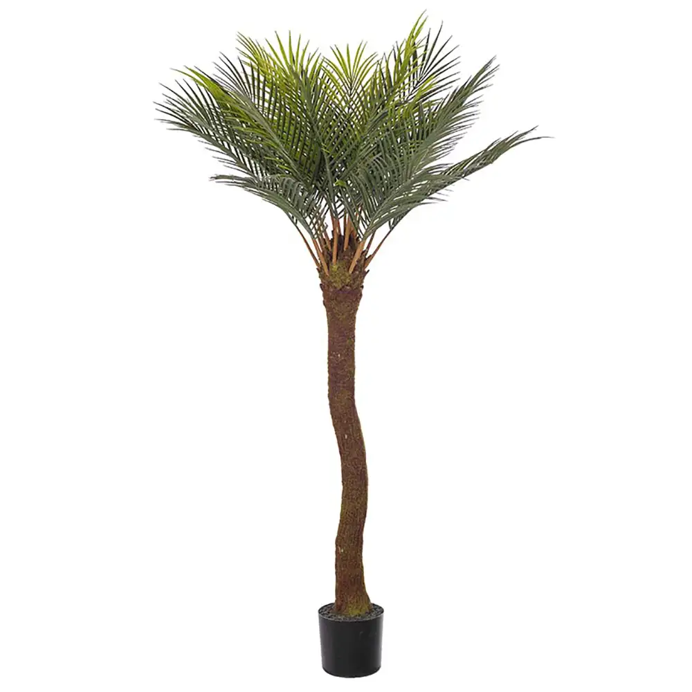 Mr Plant, Cycas Palm 90 cm