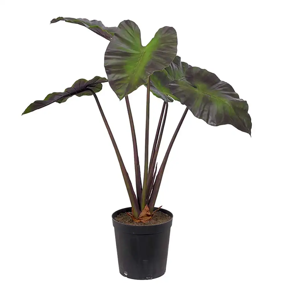 Mr Plant, Alocasiaträd 100 cm
