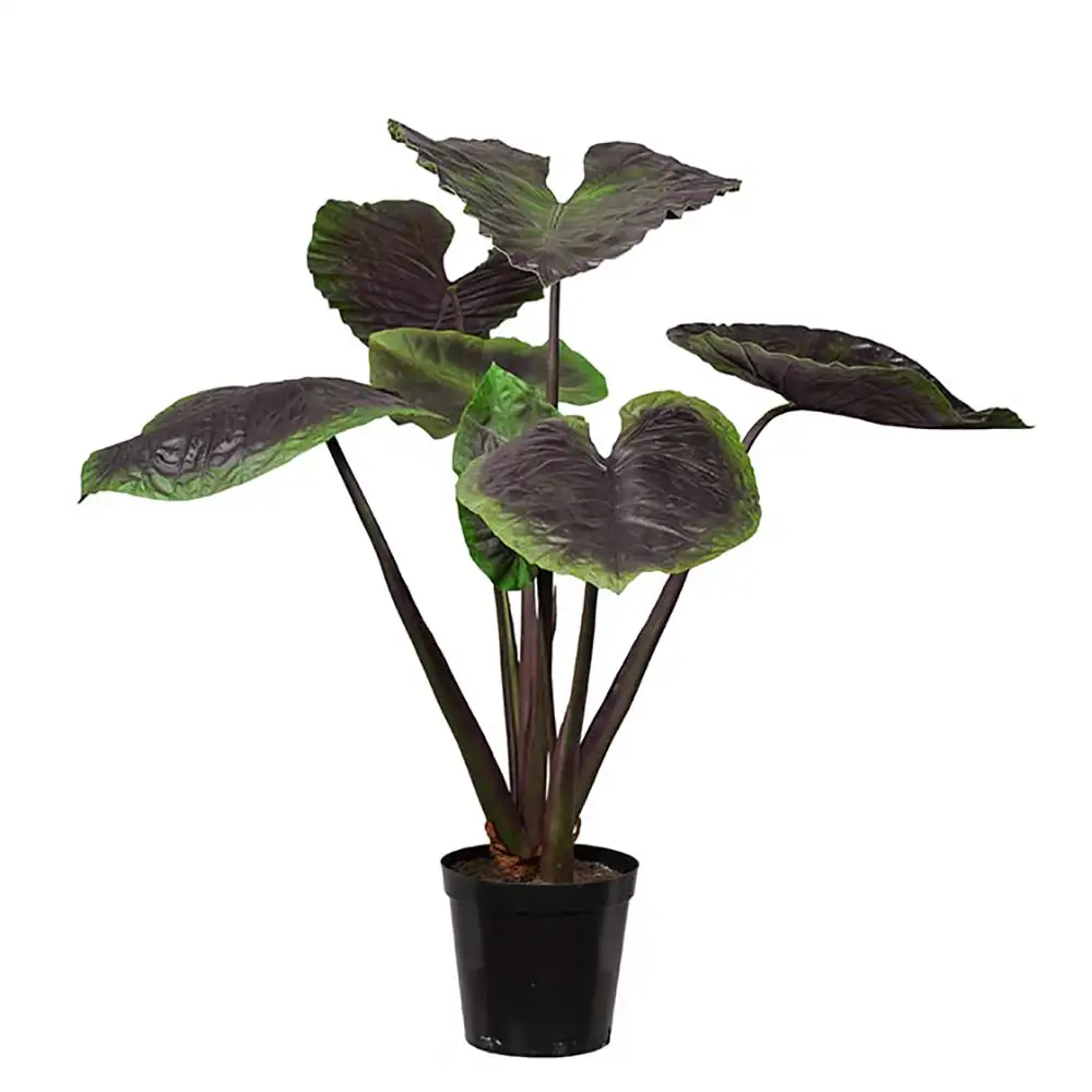 Mr Plant, Alocasiaträd 130 cm