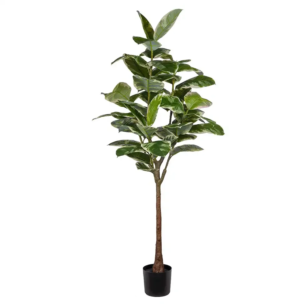 Mr Plant, Fikus Elastica 190 cm