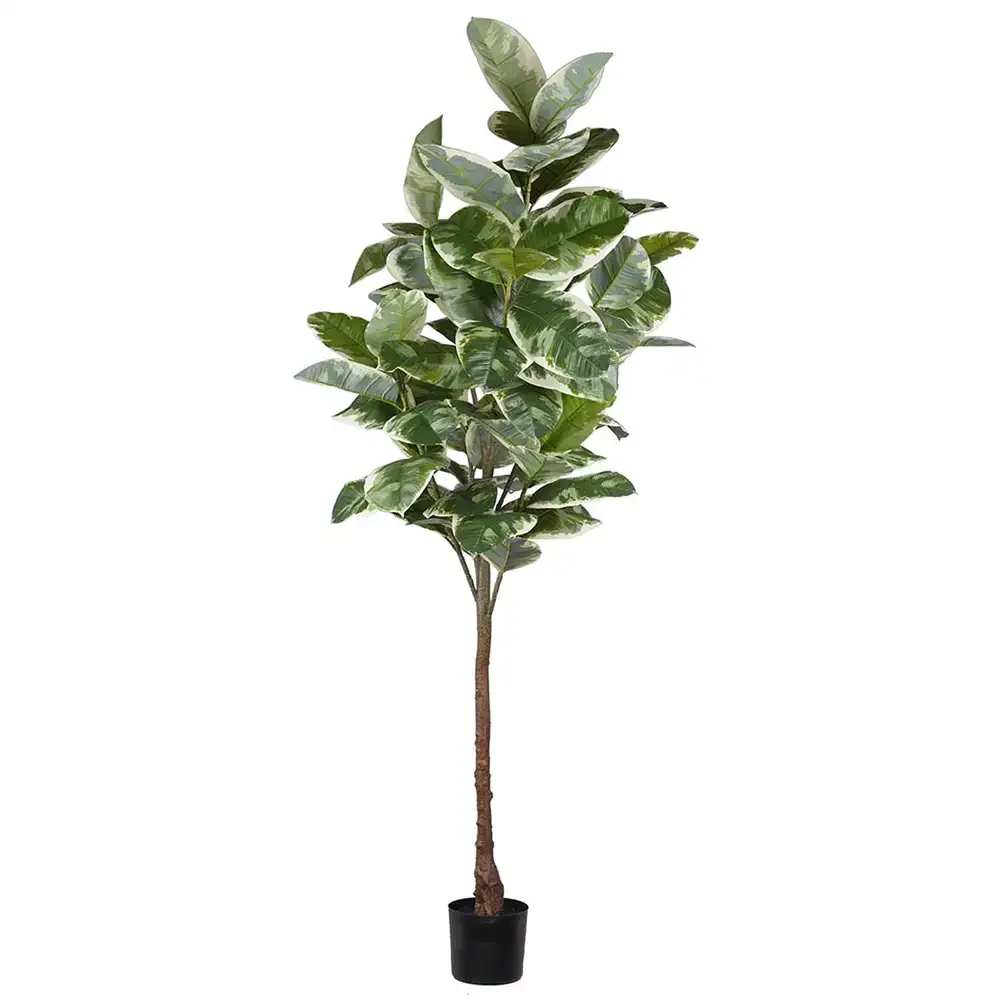 Mr Plant, Fikus Elastica 220 cm