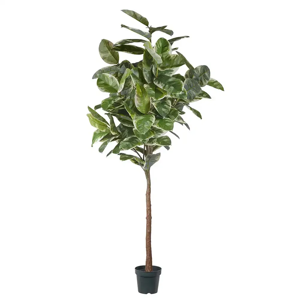 Mr Plant, Fikus Elastica 240 cm