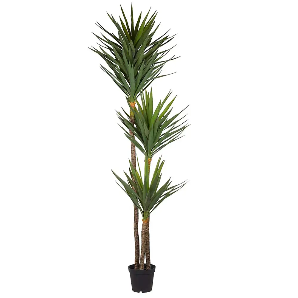 Mr Plant, Yuccaträd 250 cm Grön