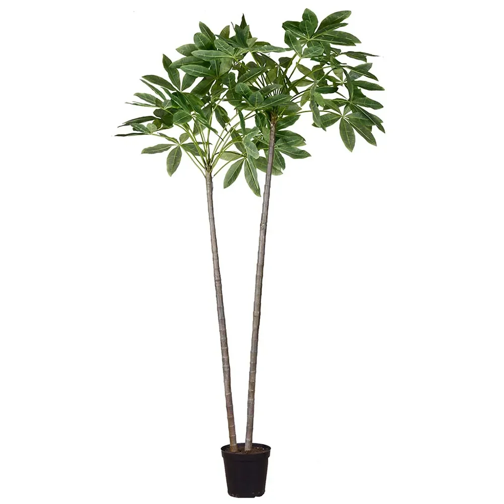 Mr Plant, Pachiraträd i kruka 270 cm