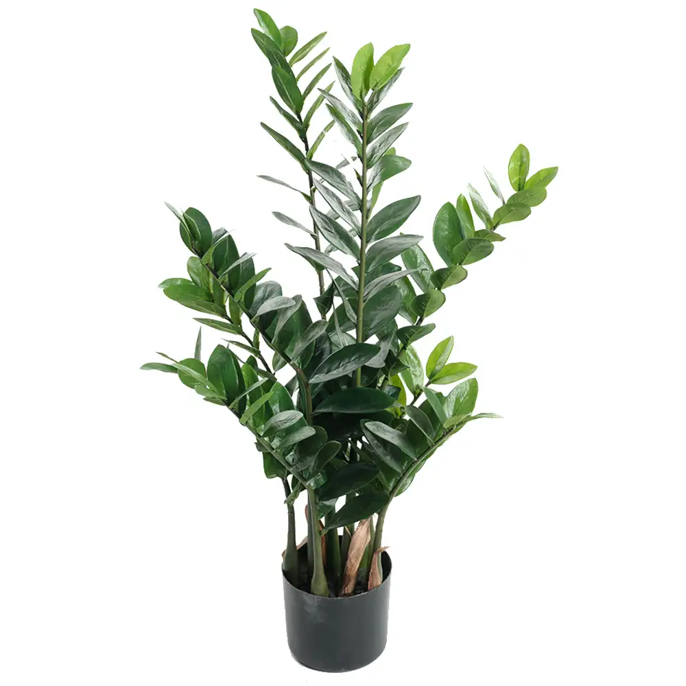 Mr Plant, Zamifolia Krukväxt 90 cm