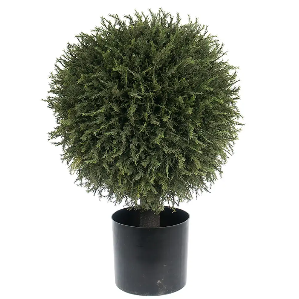 Mr Plant, Enträd 55 cm