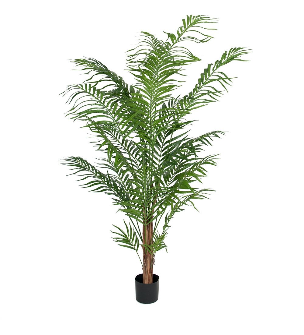 Mr Plant, Areca Palm 180 cm