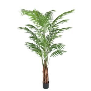 Mr Plant, Areca Palm 210 cm