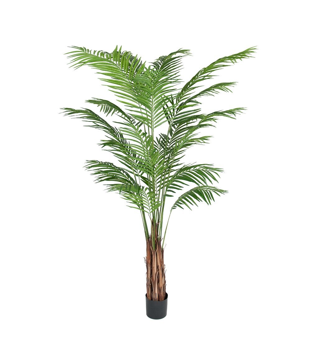 Mr Plant, Areca Palm 210 cm