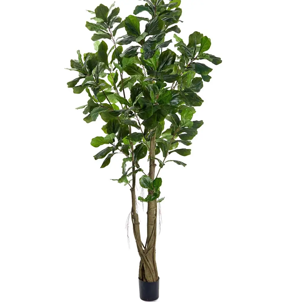 Mr Plant, Fiolfikus 270 cm