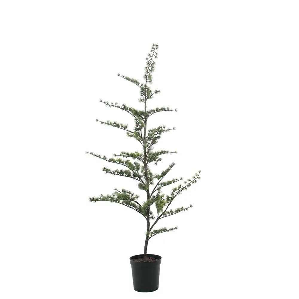 Mr Plant, Cederträd i kruka 150 cm