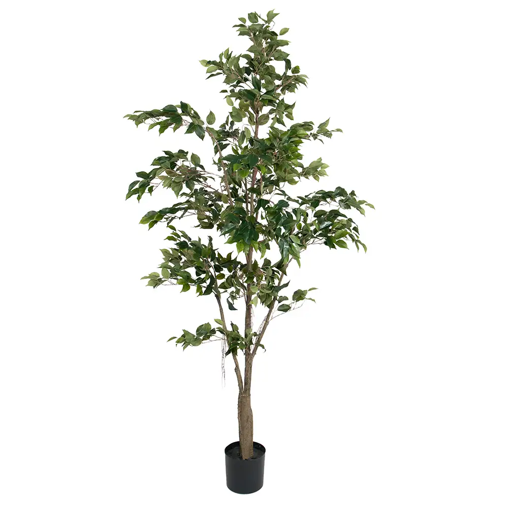 Mr Plant, Fikus Benjamin 210 cm