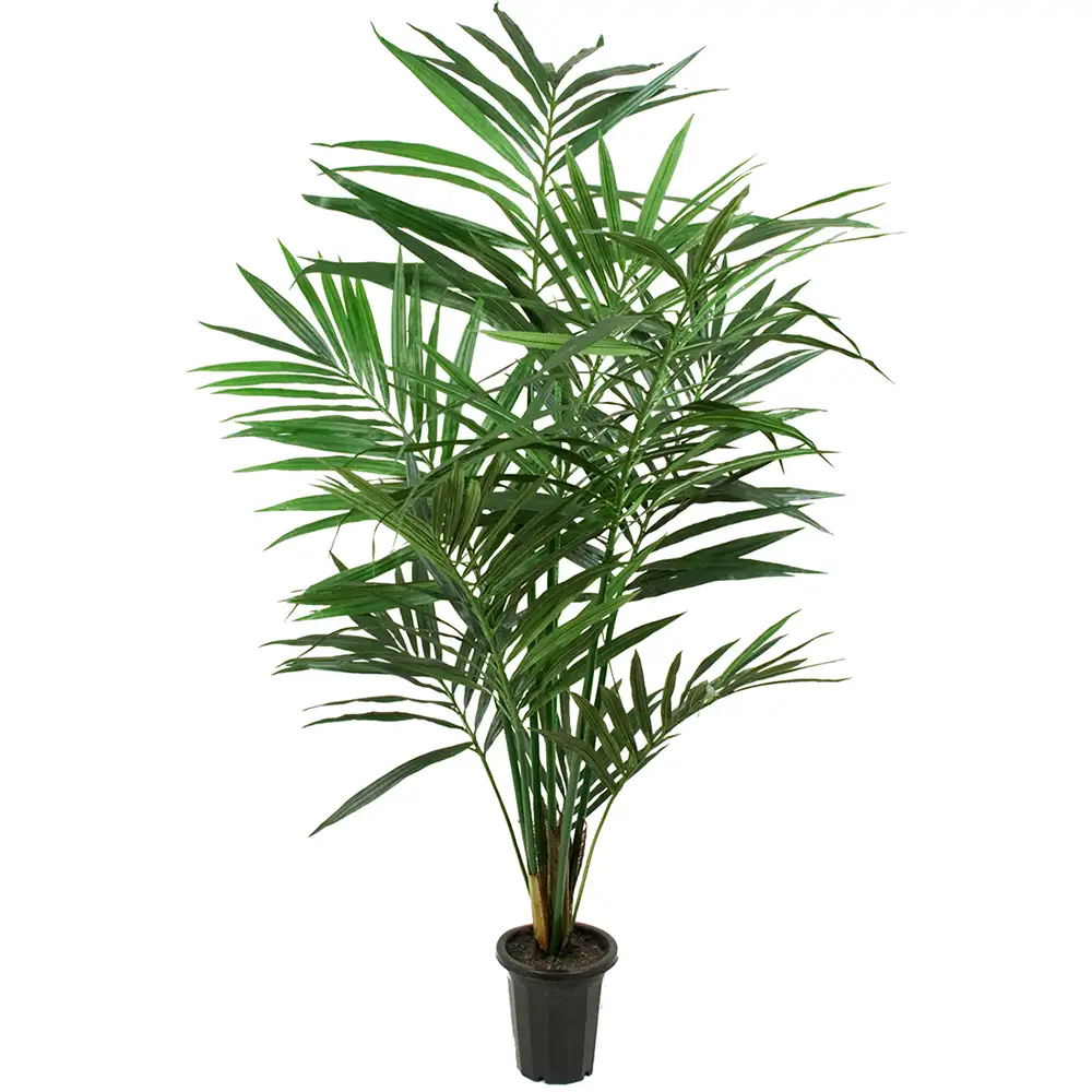 Mr Plant, Kentia Palm 150 cm