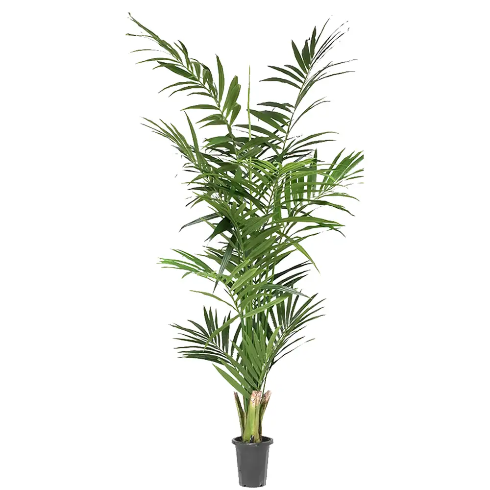 Mr Plant, Kentia Palm 210 cm