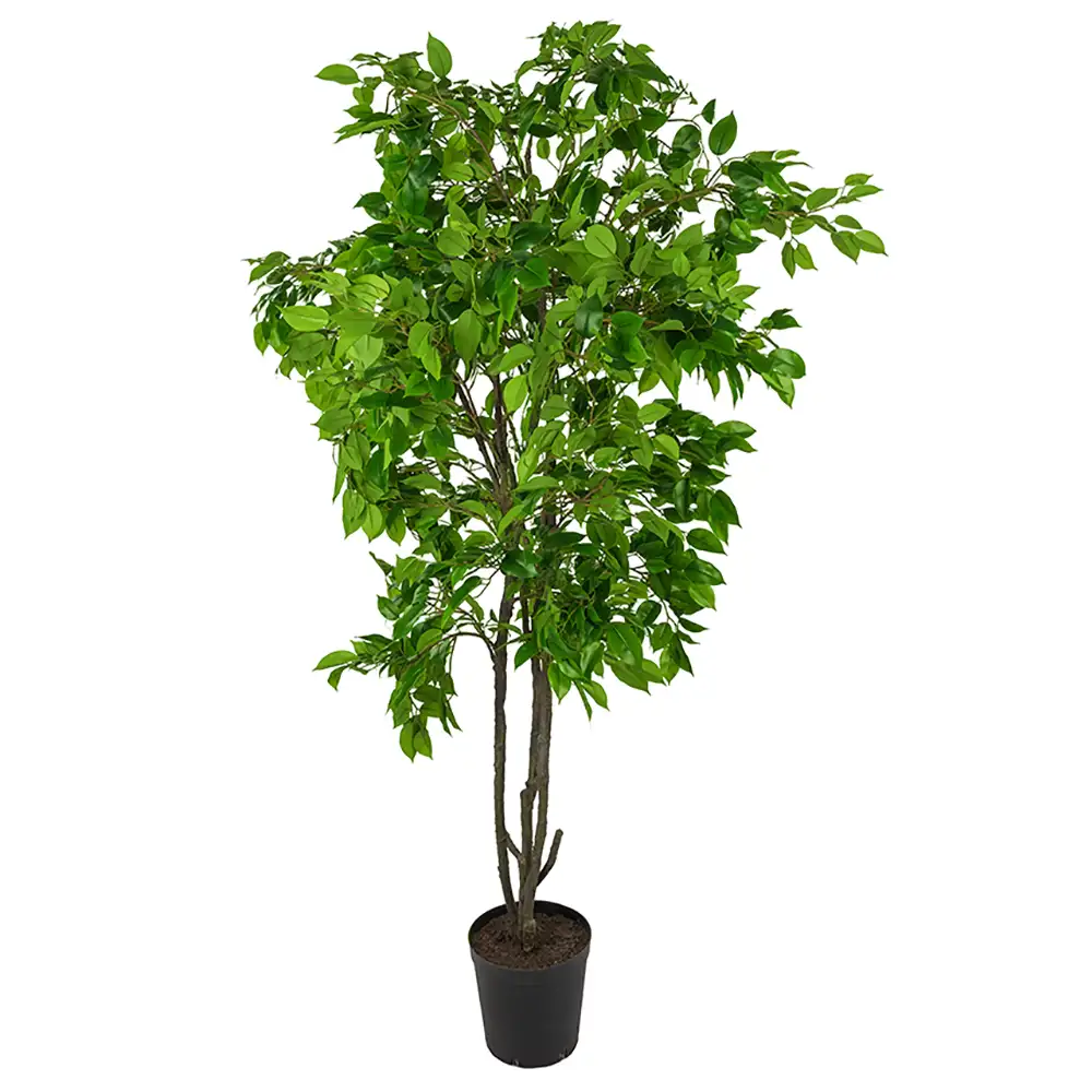 Mr Plant, Fikus Benjaminträd 210 cm
