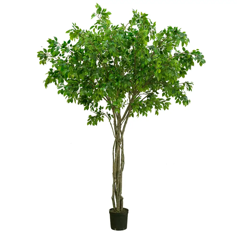 Mr Plant, Fikus Benjaminträd 330 cm