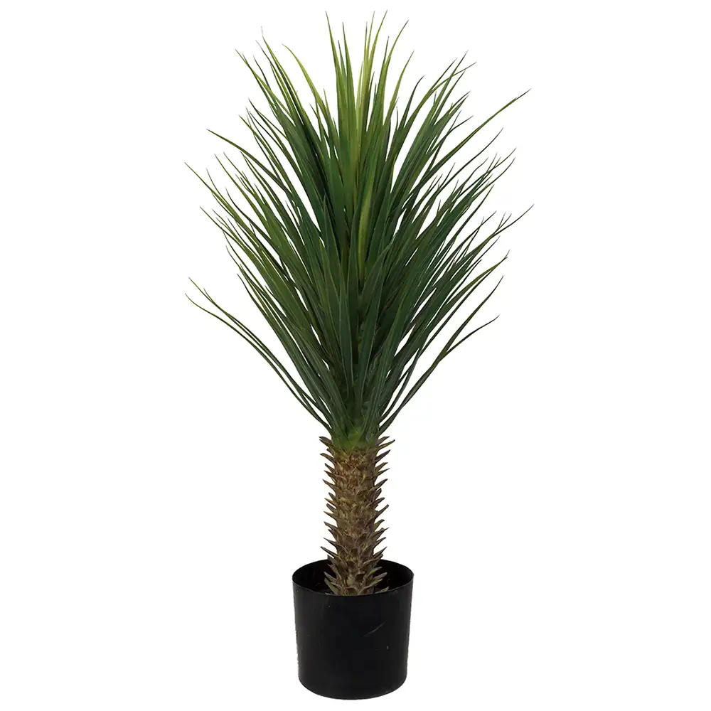 Mr Plant, Yucca Rostrataträd 100 cm