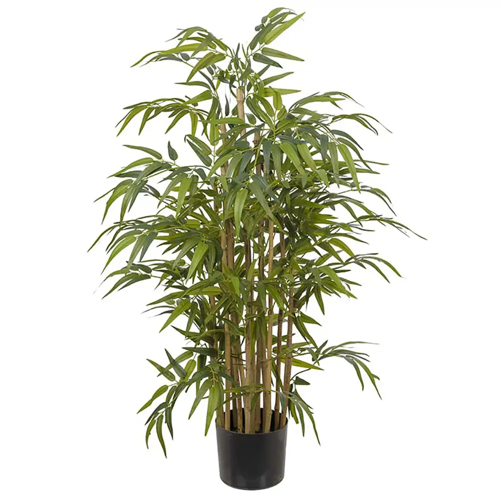 Mr Plant, Bambu 120 cm