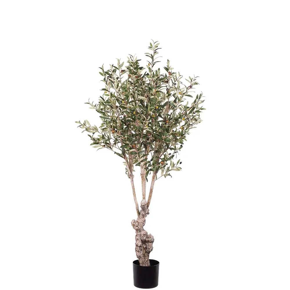 Mr Plant, Olivträd 150 cm