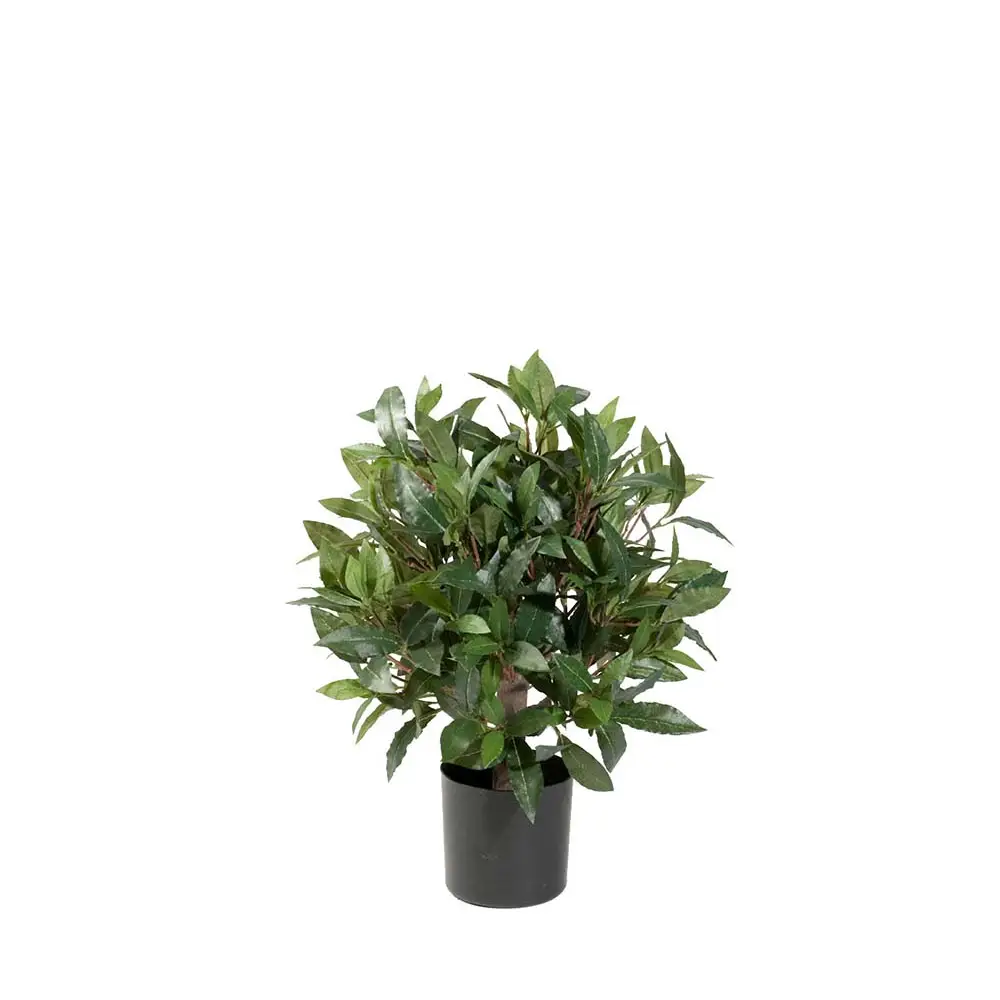 Mr Plant, Lagerträd 50 cm
