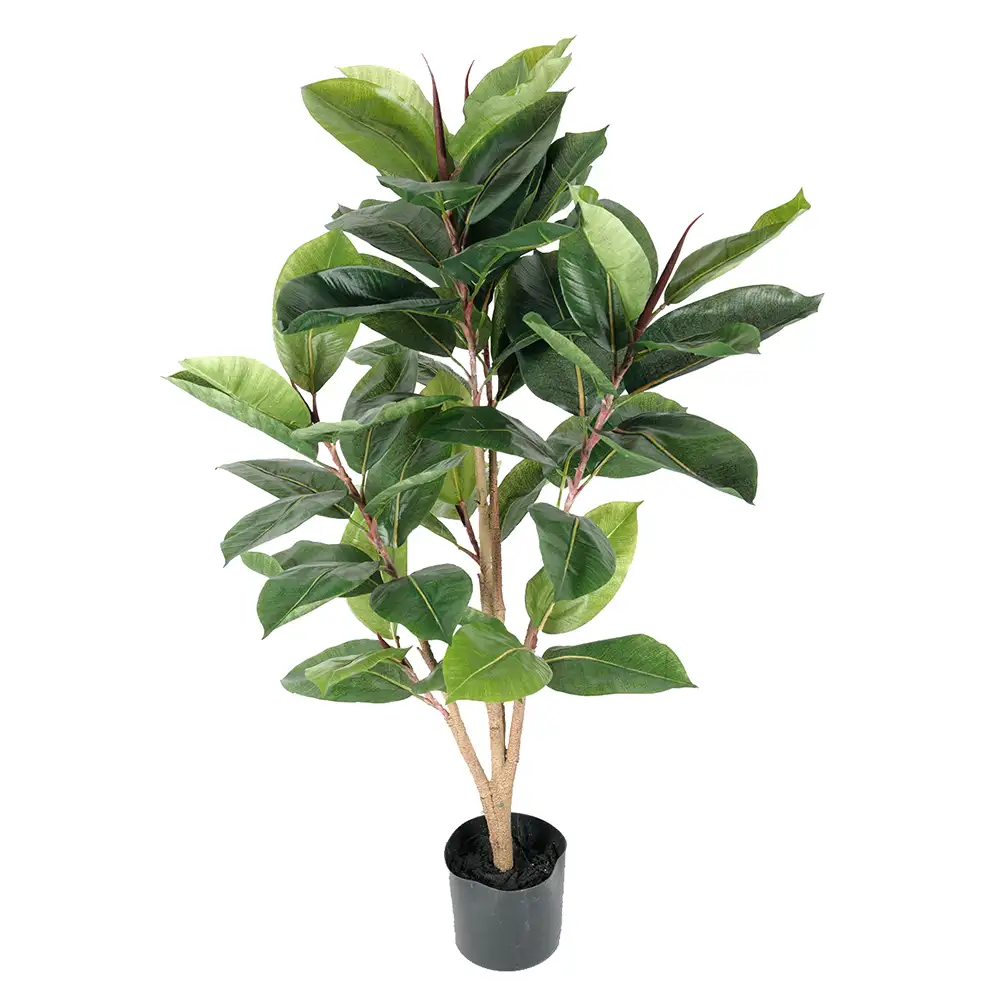 Mr Plant, Fikus Robusta 90 cm