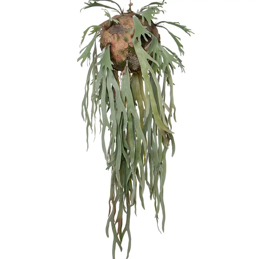 Mr Plant, Älghornsbräken Hängväxt Grön