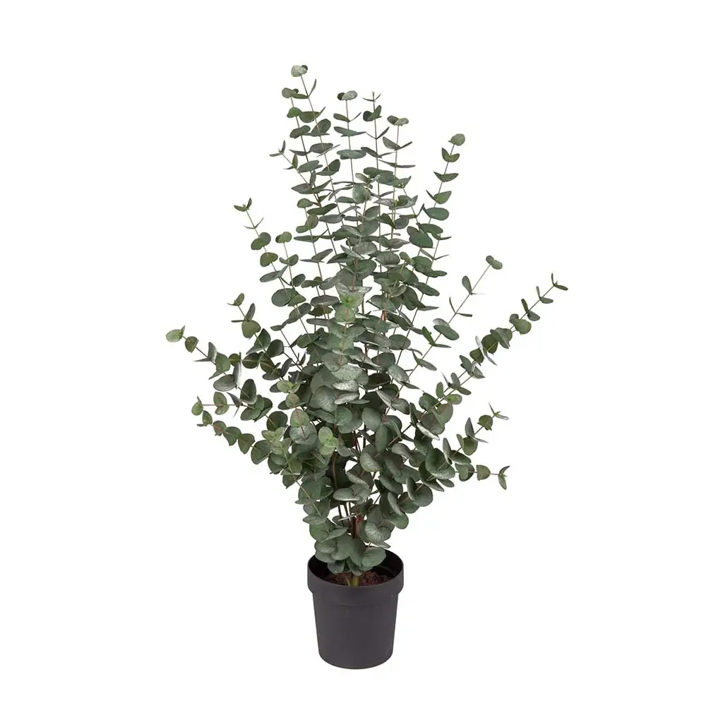 Mr Plant, Eucalyptusträd 110 cm